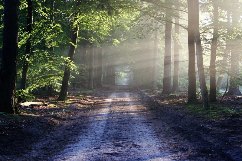 Forest Walking